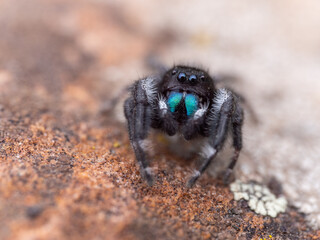 macro closeup bold jumping spider on the ground