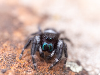 macro closeup bold jumping spider on the ground