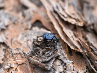 blue fungus beetle