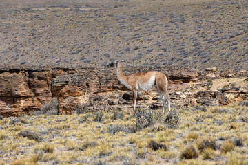 Guanaco in the Parque Patagonia in Argentina, South America