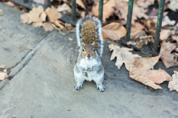 A grey squirrel staring at the camera, begging for nuts