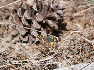 field crescent butterfly