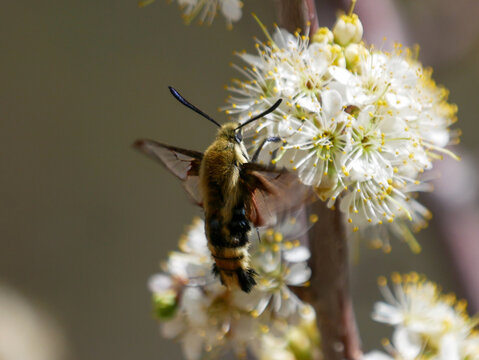 rocky mountain clearwing moth Hemaris thetis hummingbird moth on a cherry flower