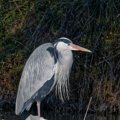  heron cendr&eacute;