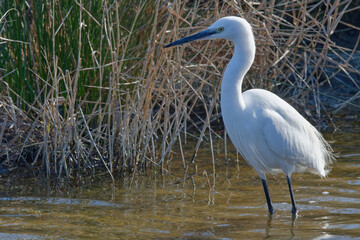 aigrette garzette,
