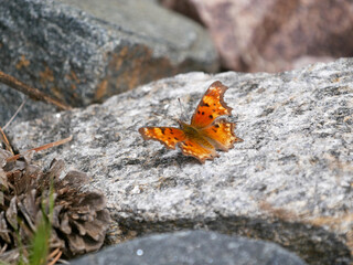 Hoary Comma Polygonia gracilis butterfly on the rock