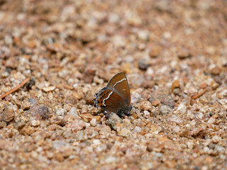 Thicket Hairstreak Callophrys spinetorum