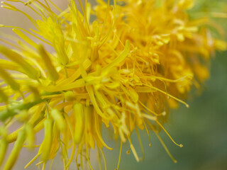 close up of a yellow flower in the desert