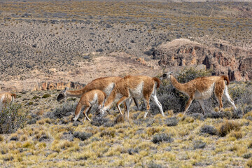 Herd of Guanacos in the Parque Patagonia in Argentina, South America