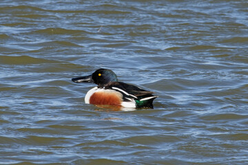 canard souchet - spatula clypeata