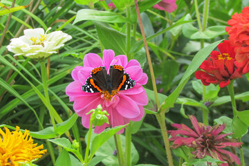 Admiral butterfly (vanessa atalanta) on a pink tsinia flower in a green garden on a summer day.