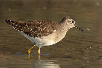 Portrait of a Wood Sandpiper at Asker marsh, Bahrain
