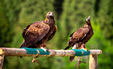 Golden eagle close up. The eagle sits on a perch against the backdrop of green mountains. The bird of prey hunts its prey. Falcon hunting. National tradition of Asia. Kazakhstan