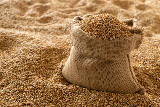 Harvested wheat grain in a linen sack