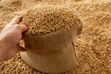 Harvested wheat grain in a linen sack