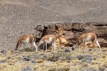 Herd of Guanacos in the Parque Patagonia in Argentina, South America