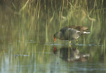 A double exposure image of Common Moorhen feeding at Asker marsh, Bahrain