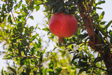 Pomegranates on a farm in Limassol District in Cyprus island country