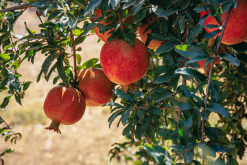 Pomegranates on a tree on a farm in Limassol District in Cyprus island country