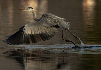 Grey Heron takeoff at Tubli bay, Bahrain