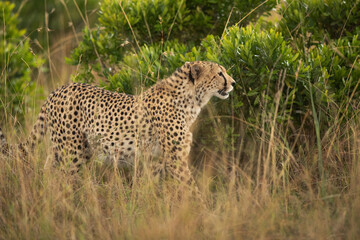 Portraif of a Cheetah in the mid of tall grasses, Masai Mara, Kenya