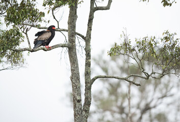 A Bateleur eagle perched on a tree at Masai Mara, Kenya