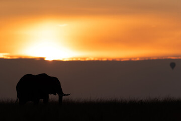 Fototapeta na wymiar Silhouette of an African elephant during sunset, Masai Mara, Kenya