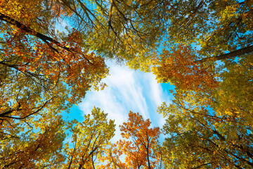 Colorful autumn tree tops in fall forest with blue sky and sun shining through trees.