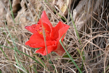 red flower found while walking