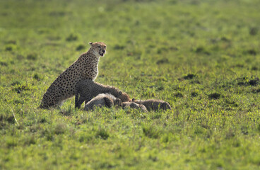 Mother alert while cubs feeding on kill at Masai Mara, Kenya