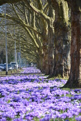 carpet covered with crocuses - Szczecin - Poland