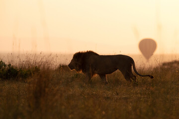 Fototapeta na wymiar A backlit image of lion at Masai Mara, Kenya