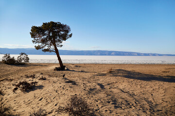 Pine tree on the sandy beach of the Sarai Bay of Olkhon Island. Lake Baikal on a spring day. Ice drift.