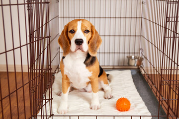 The cute beagle dog is sitting in a cage. Wire crate for keeping and safe transportation of pets. - obrazy, fototapety, plakaty