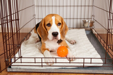 Cute beagle dog is lying in an open cage for pets. 