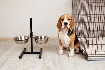 Fototapeta na wymiar Cute dog Beagle is sitting in the room by the bowls for food and water. The animal is waiting for feeding. 