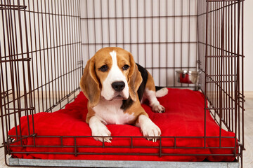 Cute beagle dog is lying in a pet cage. A wire box for keeping an animal. 