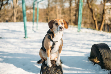 cute beagle dog on a winter walk