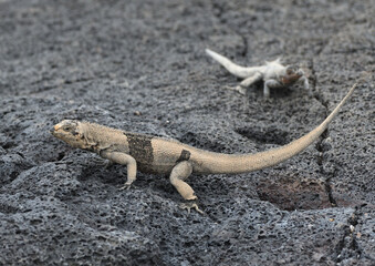 Lava lizard on lava, Galapagos