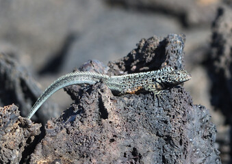 Lava lizard on lava rock, Galapagos