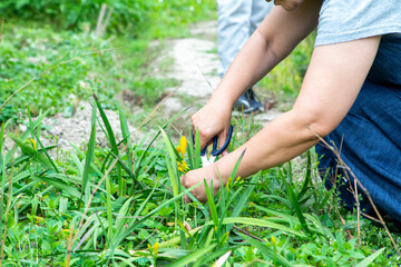 spring, flowerbed, bloom, yellow, freesia