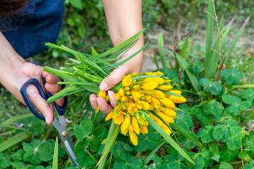 spring, flowerbed, bloom, yellow, freesia