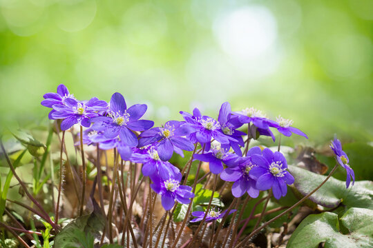 Spring nature Background with Purple Anemone flowers