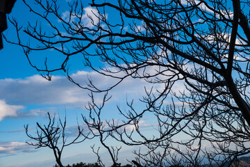 Naked branches of a tree against blue sky with some cloud