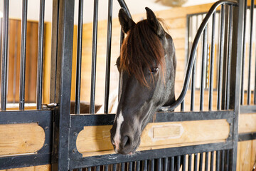 Portrait of a horse standing in a stall.