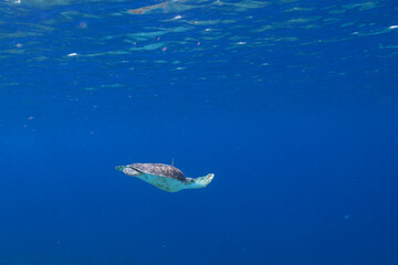 Obraz na płótnie Canvas Seascape with Green Sea Turtle in the coral reef of the Caribbean Sea