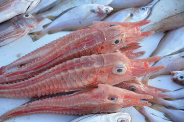 seafood - Marocco, Essaouira