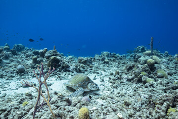 Seascape with Green Sea Turtle in the coral reef of the Caribbean Sea