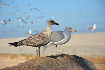 waiting for what tomorrow will bring, it's better in a couple. seagulls - Marocco - Essaouira