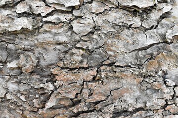 bark of a tree